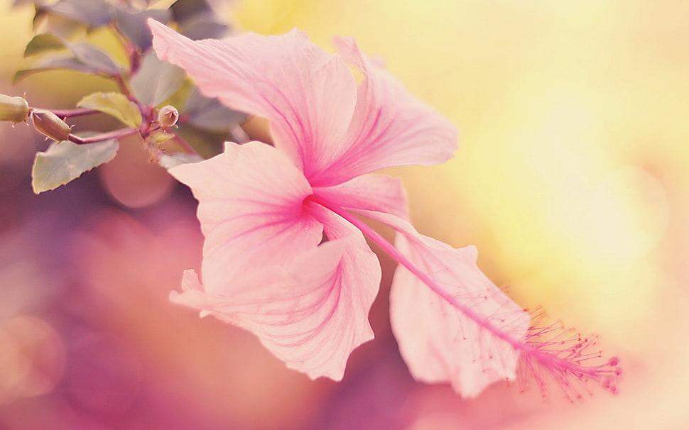 pink flower HD wallpaper